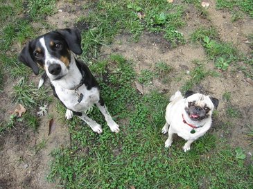 Hound and Pug Dog